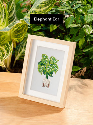 Houseplants Edition