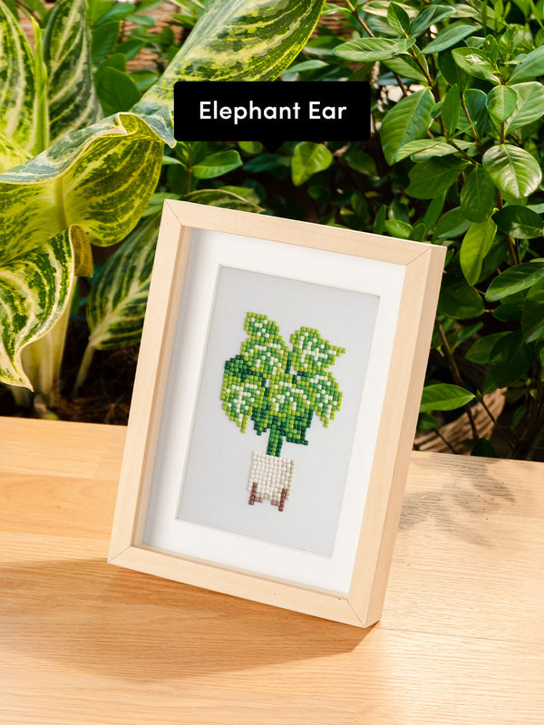 Houseplants Edition