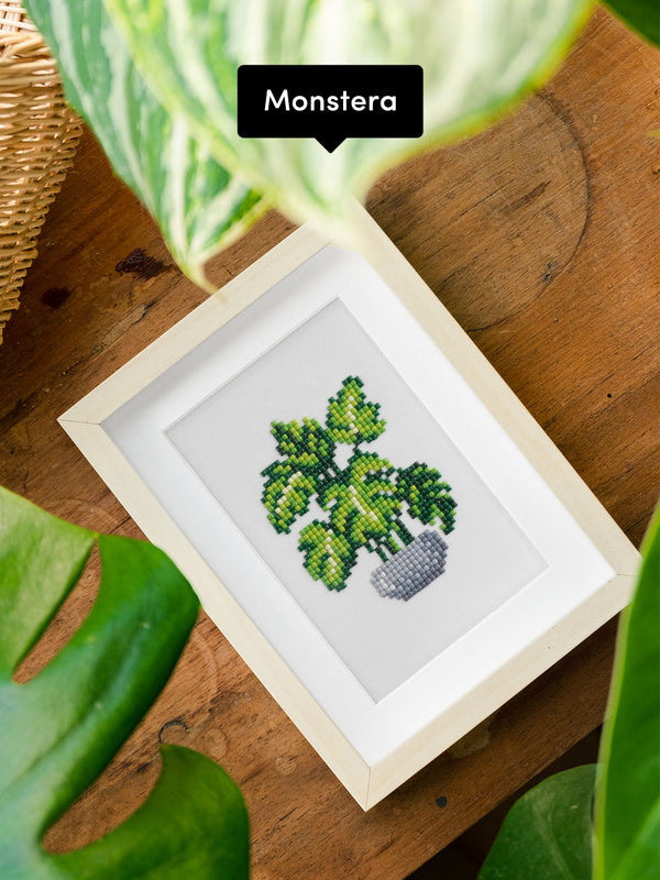 Houseplants Edition