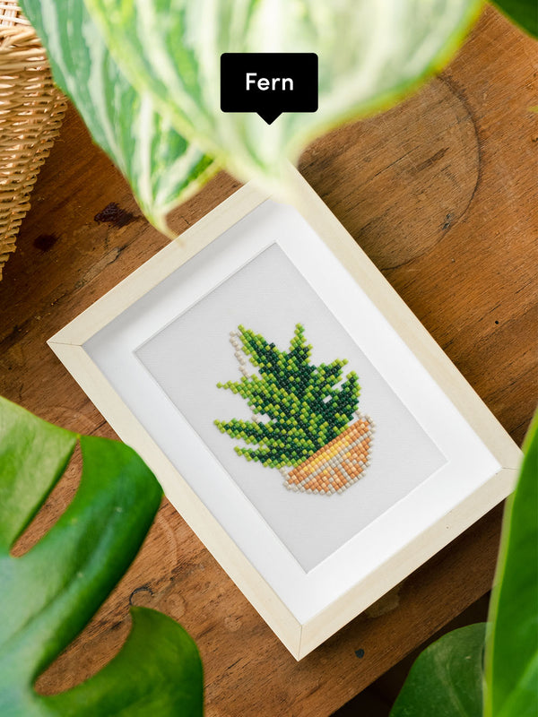 Houseplants Edition