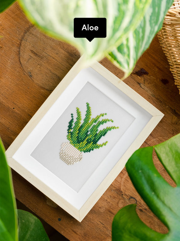 Houseplants Edition