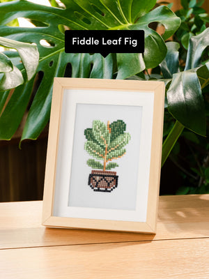 Houseplants Edition