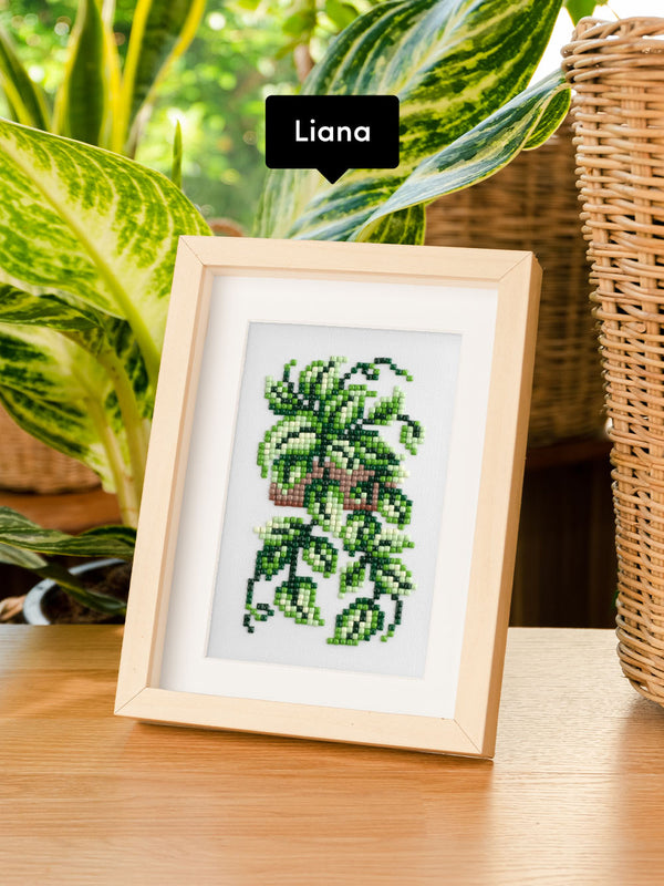 Houseplants Edition
